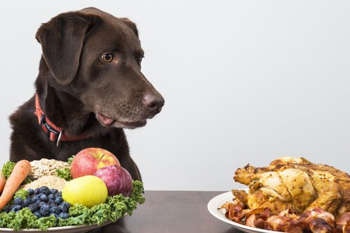 Köpeğiniz İçin Ev Yapımı Beslenme İlgili İpuçları