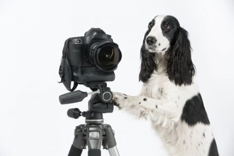 fotoğraf makinesinin yanında duran köpek