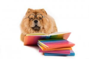 Duygusal Zekası En Gelişmiş Hayvan