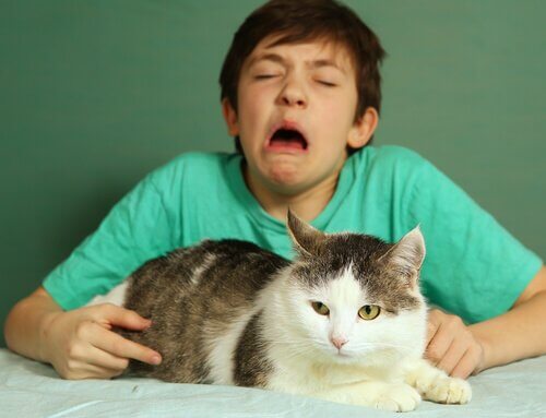 Kedi ve astımlı çocuk