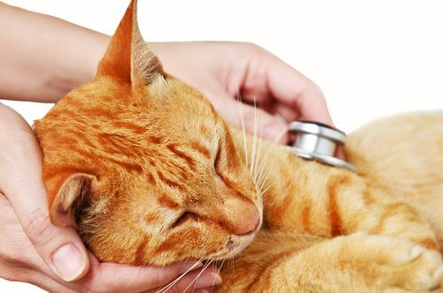 Kedilerde Üst Solunum Yolu Enfeksiyonu: Nedenleri, Semptomları ve Tedavisi
