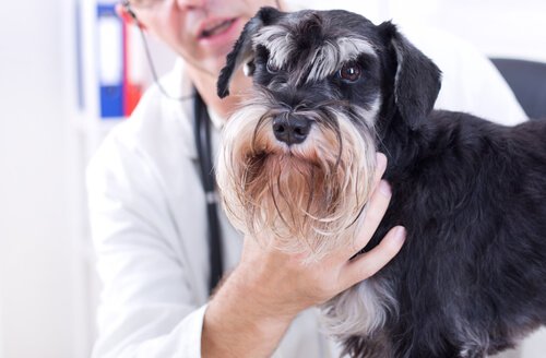 veterinerin kafasını tuttuğu hasta köpek