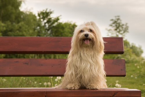 havanese cinsinin özellikleri