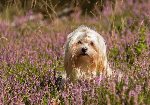 havanese köpeğinin kişiliği