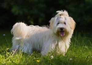 Havanese Cinsi: Küba'nın Milli Köpeği