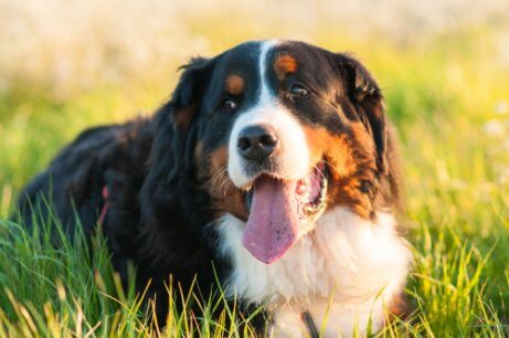 çimlerde yatan köpek
