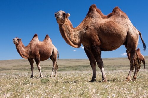 iki hörgüçlü develer 