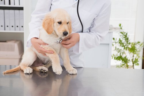 ideal veterineri bulmak