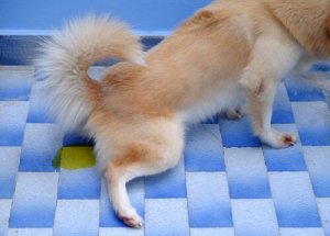 Köpeklerde İdrar Kaçırma Sorunu