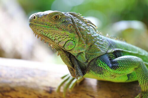 iguana