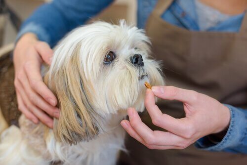 ilaç verilen köpek