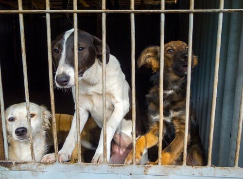 Bir kafeste kilitli kalmaktan dolayı depresyon belirtileri gösteren üç köpek