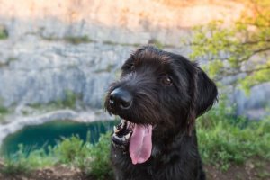 Karma Cins Köpekler Daha Sağlıklıdır: Doğru mu Yanlış mı?