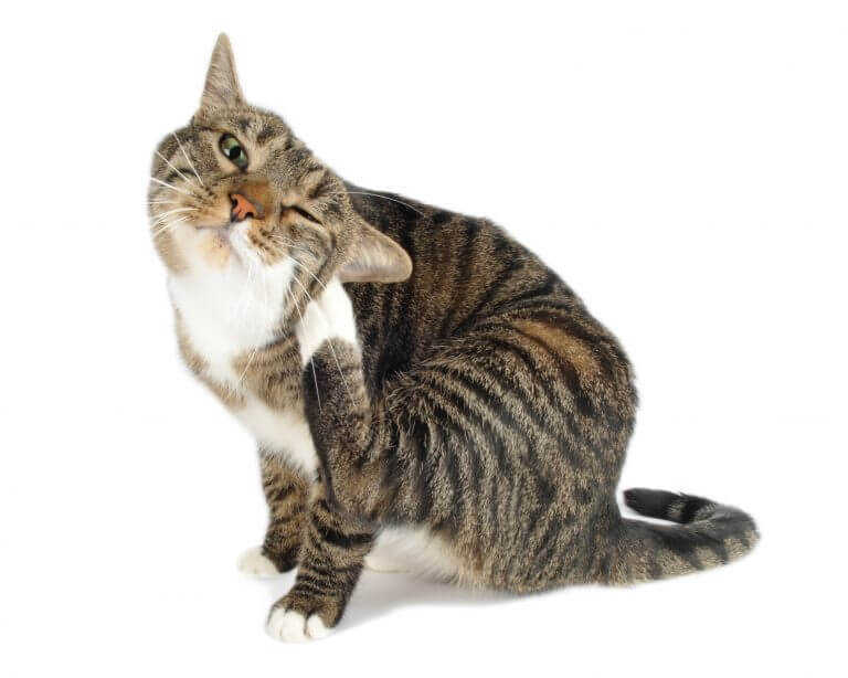 pireli kedi