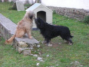 Katalan çoban köpeği özellikleri