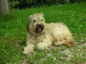 Katalan Çoban Köpeği
