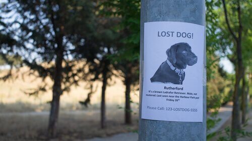 ormanda direğe asılmış kayıp köpek ilanı