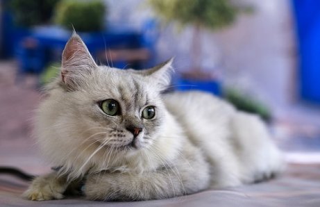 Kedi İletişimi: Kedinizi Dinleyin