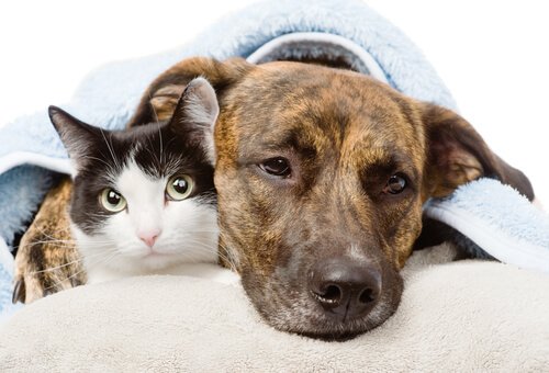 İltihap Sökücü İlaçlar, Köpekler ve Kediler İçin Ölümcül Olabilir