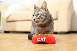 Kediler için Toksik Olan Gıdalar