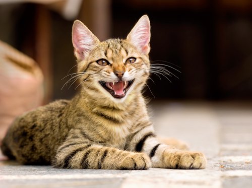 konuşan kedi