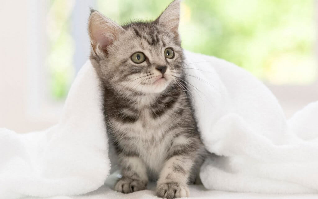 yataktaki kedi yavrusu