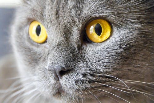 kedilerde göz hastalıkları