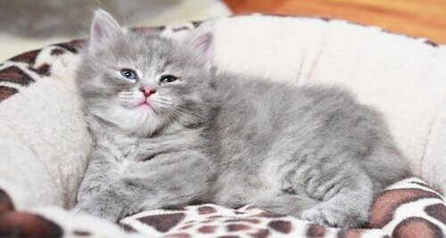 kedilerde kanser tedavileri