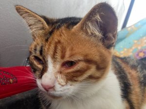 Kedilerde Üveitis: Nedenleri, Belirtileri ve Tedavisi