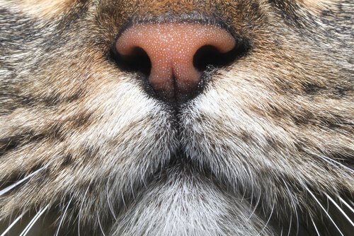 kedi burnu