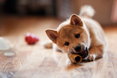 kemiren köpek