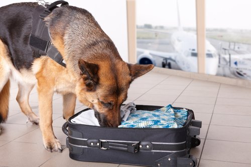 bavulu koklayan köpek