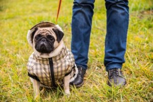 Agresif, Aşırı Korunan Köpekler