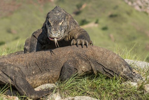 Komodo Ejderi Bu Canavari Taniyin My Animals