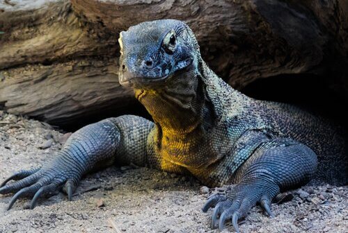 komodo ejderi yaşam ortamı