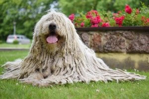 Komondor Cinsi Köpekler ile İlgili Her Şey