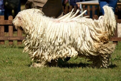 koşan komondor