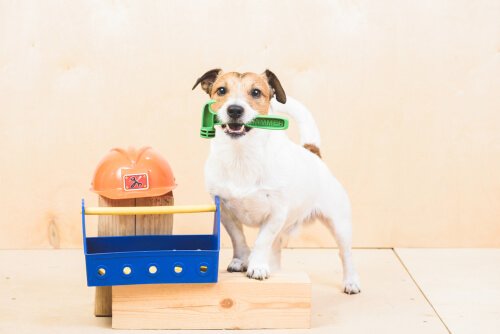 Köpeklere Komut Eğitimi: Neler Öğretebilirsiniz?