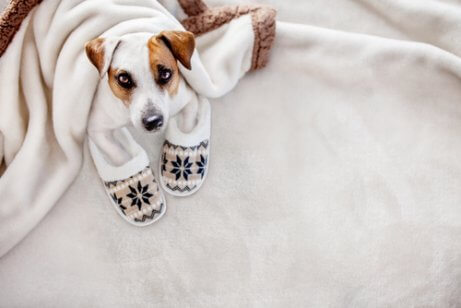 battaniye altında oturan köpek