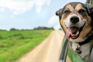 Köpeğinizle Seyahat Planlamanın İpuçları