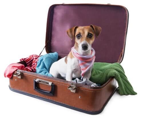 bavulun içinde kıyafetler ve köpek
