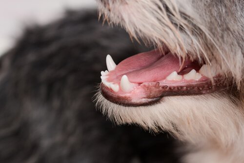 Köpeğinizin Diş Eti Ne Anlatıyor?