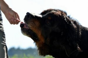 Köpeklere Nasıl Doğal Beslenme Sağlayabiliriz?
