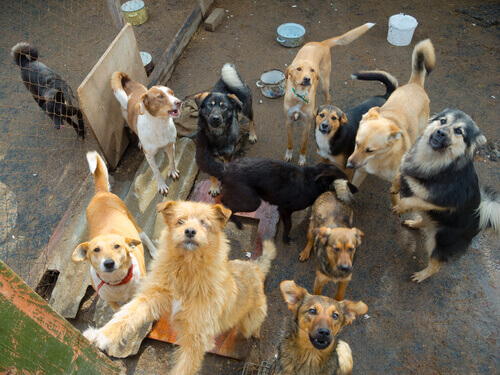 Köpeklerin Doğum Oranı ve Kontrol Edilmesi