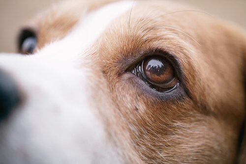 güzel gözlü köpek