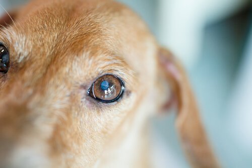 Köpeğinizin Gözlerini Temizlemek: İpuçları ve Öneriler