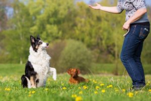 Köpeğiniz için Basit İtaat Egzersizleri