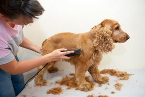 Köpek Tıraşı, Köpek Kuaföründe Mi Evde Mi Olmalı?