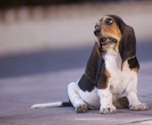 Kedi ve Köpeklerde Hıçkırık: Nasıl Kurtulursunuz?