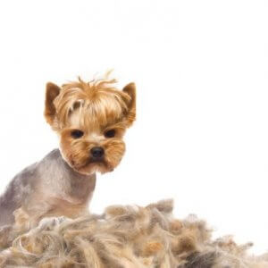Köpeklerde Tüy Dökülmesi: Sebepleri ve Tedavisi